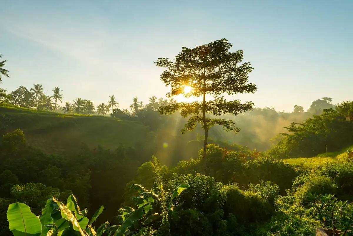 Green cambodia